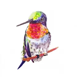 Ruby Throated Hummingbird