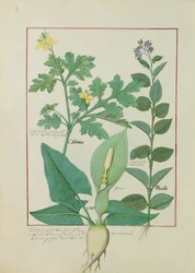 Greater Celandine or Poppy, Solanum or Nightshade, and Aron, illustration from The Book of Simple Medicines by Mattheaus Platearius, 113v