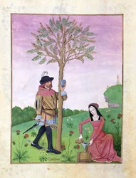 Drawing sap from a tree, Illustration from the 