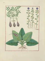 Illustration from the Book of Simple Medicines by Mattheaus Platearius, c.1470
