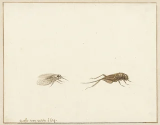 Two Insects