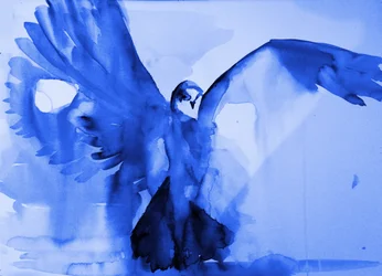 Blue Dove Flight