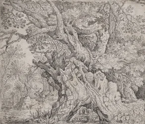 Gnarled Tree