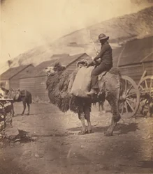 [Man Riding Camel]