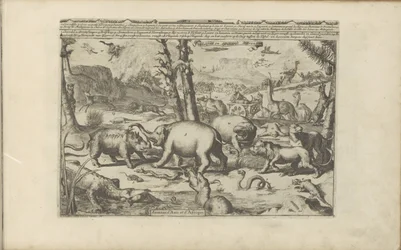 Asian and African animals