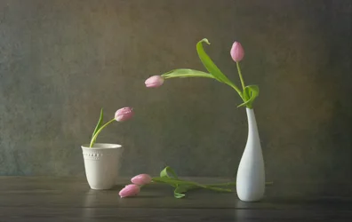 Elegant Pink Tulips Still Life