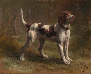A Limier Briquet Hound