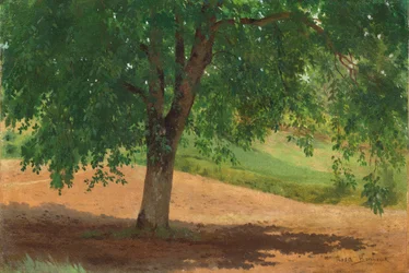 Study of Light and Shade