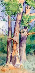 Study of Trees, c1842-1899