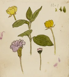 Study of Flowers - Buttercup and Daisy