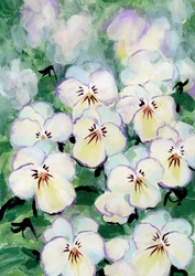 Delicate Pansy Blooms