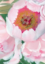 Pink Peony Blossom