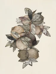 Pomegranate (1867)