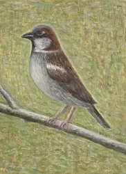 House Sparrow, 2008