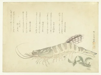 Crayfish and Cuttlefish