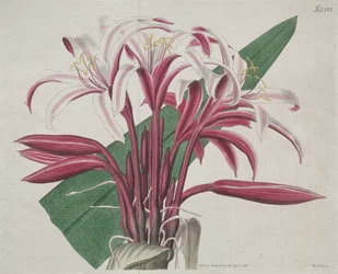 The Botanical Magazine or Flower Garden Displayed: Stately Crinum