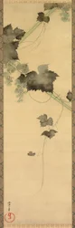 Grapevines