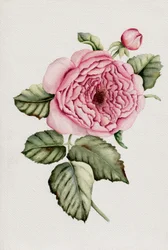Botanical Pink Rose