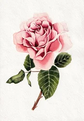 Elegant Pink Rose Bloom