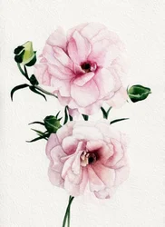 Pink Watercolor Blooms