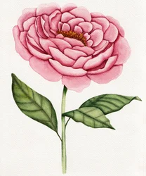 Watercolor Pink Peony