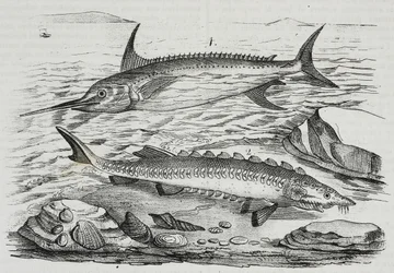 1 Swordfish (Xiphias gladius), 2 Sturgeon (Acipenser sturio)