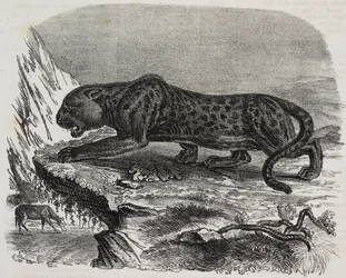 Black Panther in Jardin des Plantes, Paris botanical garden, France