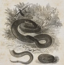 Black variety of common viper, tail and small viper wrapped around itself as inside mother