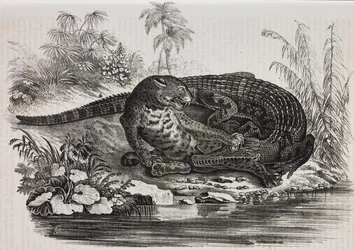 Caiman and jaguar