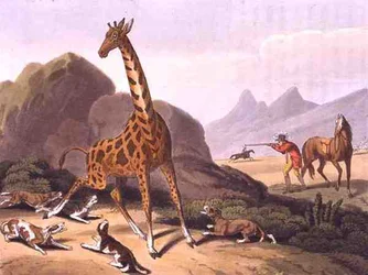 Hunting the Camelopard, engraved by Matthew Dubourg, published by Edward Orme