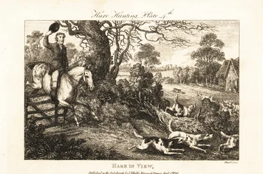 Mounted huntsman jumping a fence after a pack of hounds chasing a hare