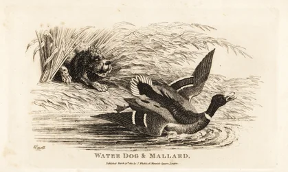 Water dog and mallard