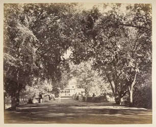 An archway of trees near Tanjore
