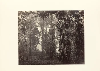 Darjeeling; Creepers in the Forest below Ging