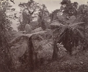 Darjeeling, Group of Tree Ferns at Lebong