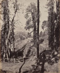 Murree. A Hill Station in the Himalayas, View Through the Forest