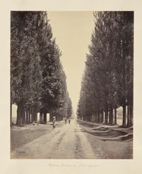 Srinagar; Poplar Avenue, from the End