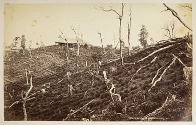 The Selim Tea Estate, Darjeeling, from 