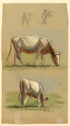 Cattle, Two Grazing Cows and the Backs of Calves