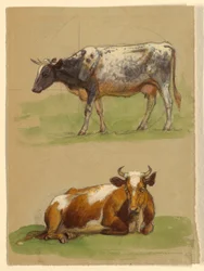 Cattle, a Cow Walking and a Cow Crouching