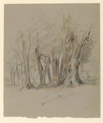 Cypress Trees of Chapultepec, Mexico