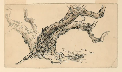 Sketches. Sycamores, Santa Barbara, California, ca. 1888