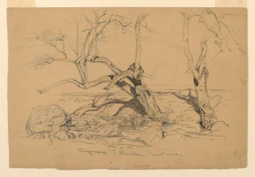 Studies. Trees, Santa Barbara, California, February 3, 1888