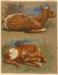 Three Studies of Calves, Stockbridge, July 7, 1876