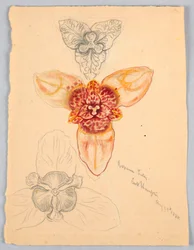 Japanese Lily, East Hampton