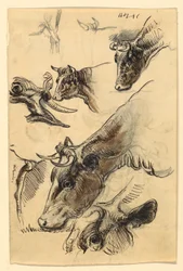 Sketches of Cattle, Irvington