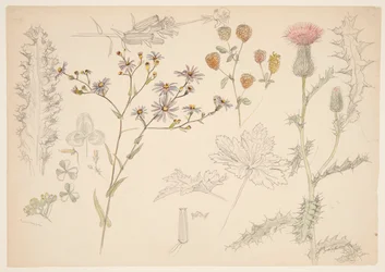 Studies of Meadow Flowers