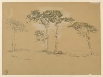 Windblown Pines, Pacific Grove. Verso: Pacific Coast road to Point Sur.