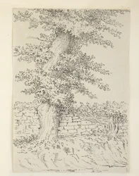 An Elm Tree at Bedminster