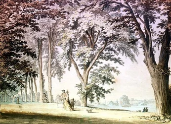 Trees by the Thames opposite Hammersmith